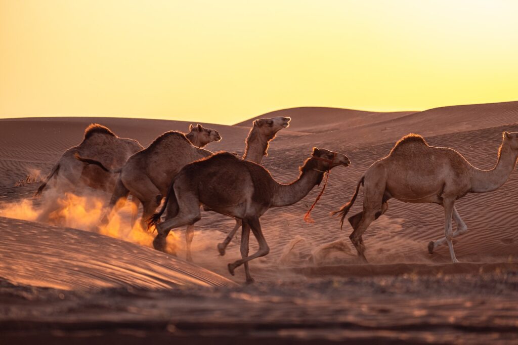 dromedary camels in the desert